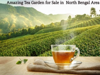 Amazing Tea Garden for Sale in North Bengal Area