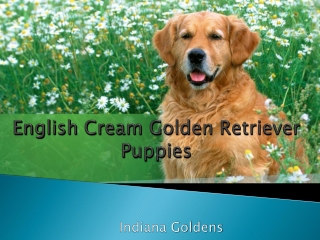 White golden retriever puppies | Indianagoldens