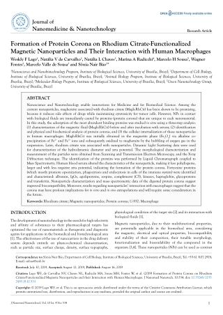 Formation of Protein Corona on Rhodium Citrate-Functionalized Magnetic Nanoparticles and Their Interaction with Human Ma