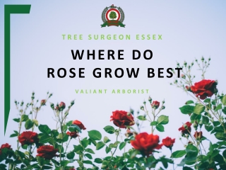 Where do Roses Grow Best