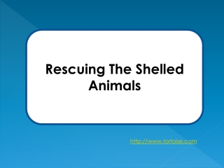 Rescuing The Shelled Animals