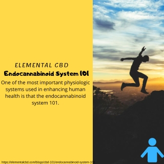 Endocannabinoid System 101 | Elemental CBD