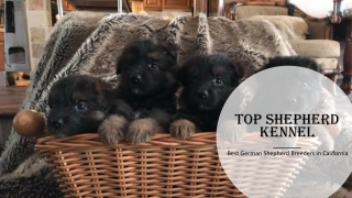 Current German Shepherd Litters for Sale in California | Topshepherd Kennel