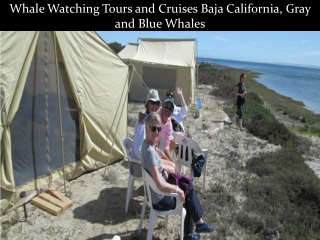 Whale Watching Tours and Cruises Baja California Gray and Blue Whales