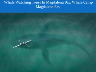 Whale Watching Tours In Magdalena Bay, Whale Camp Magdalena Bay