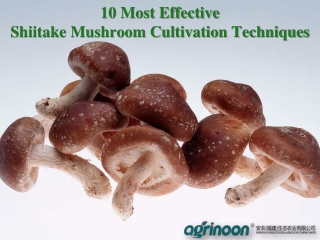 10 Most Effective Shiitake Mushroom Cultivation Techniques