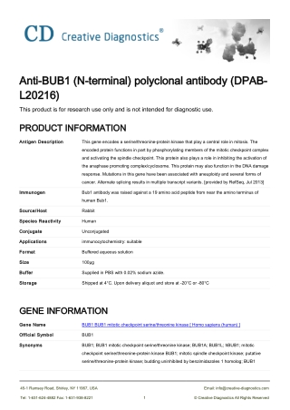 bub1 antibody