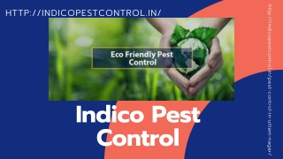 Pest Control in Delhi