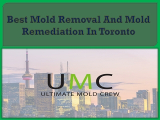 Best Mold Removal And Mold Remediation In Toronto