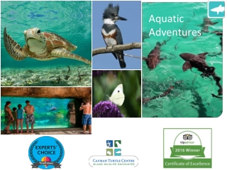 Participate in a Variety of Edutainment Programs in the Cayman Islands