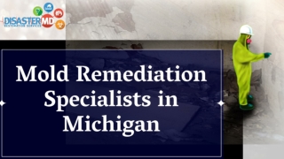 How to Get Rid of Mold? | Mold Removal Michigan