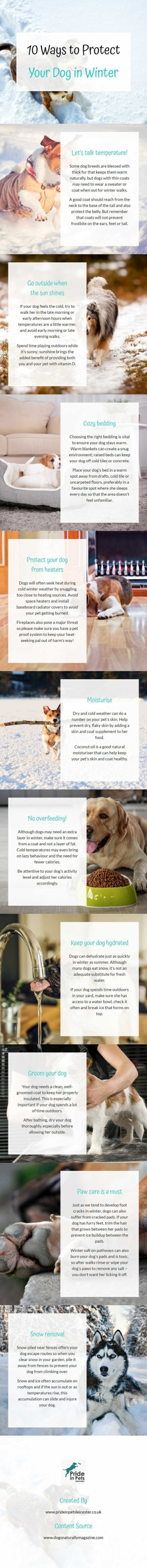 10 Ways To Protect Your Dog In Winter