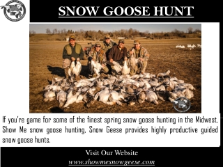 Snow Goose Hunt