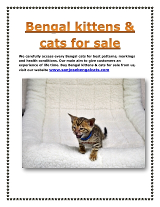 Buy Bengal kittens & cats for sale