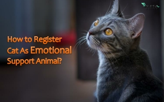 How to Register Cat as Emotional Support Animal?