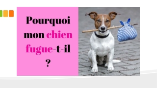 Pourquoi votre chien fugue-t-il?