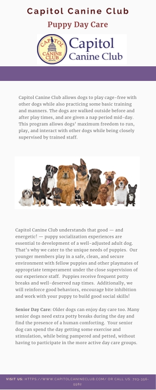 Dog Daycare McLean VA