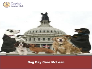 Dog Day Care McLean