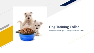 Dog Training Collar