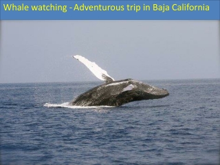 Whale watching - Adventurous trip in Baja California