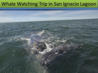 Whale Watching San Ignacio Lagoon