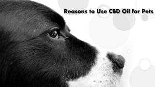 Reasons to Use CBD Oil for Pets