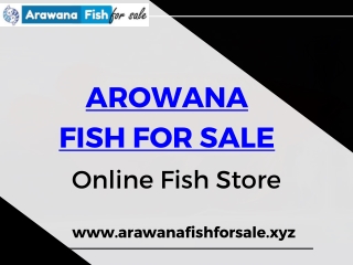 Buy Arowana Fish At Reasonable Rate