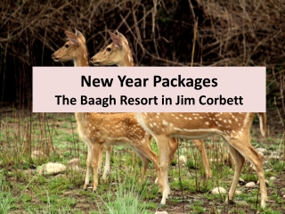 New Year Packages The Baagh Resort in Jim Corbett