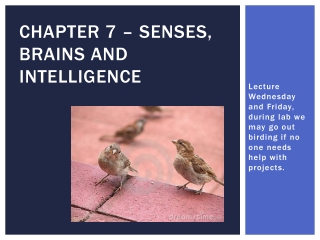 Chapter 7 – senses, brains and intelligence