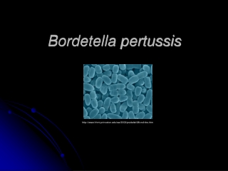 Bordetella pertussis