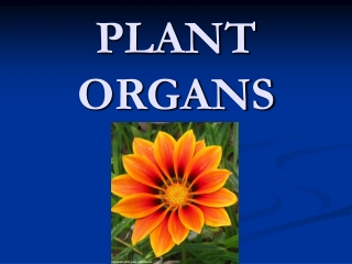 PLANT ORGANS