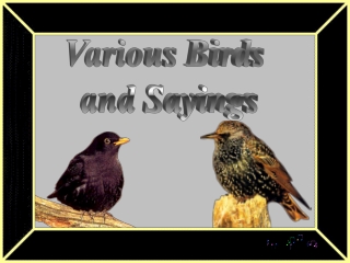 Various Birds and Sayings