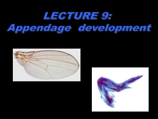 LECTURE 9: Appendage development