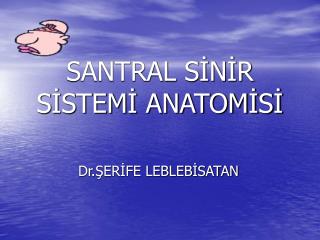 SANTRAL SİNİR SİSTEMİ ANATOMİSİ