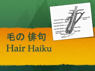 毛の 俳句 Hair Haiku