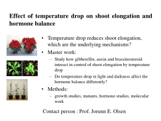 Effect of temperature drop on shoot elongation and hormone balance