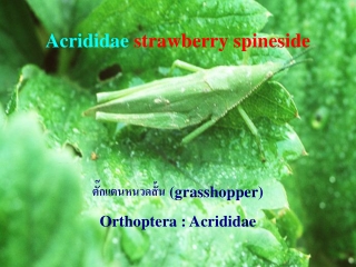 Acrididae strawberry spineside