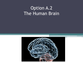 Option A.2 The Human Brain