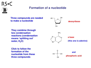 Three compounds are needed to make a nucleotide