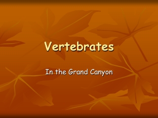 Vertebrates