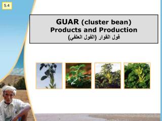 GUAR (cluster bean) Products and Production فول القوار (الفول العلفي)