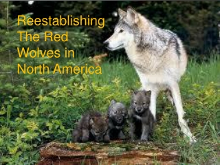 Reestablishing The Red Wolves in North America