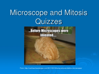 Microscope and Mitosis Quizzes