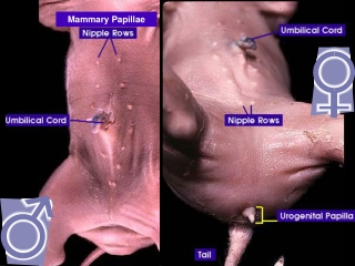 Mammary Papillae