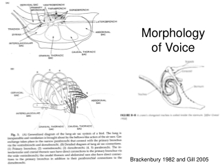 Morphology of Voice