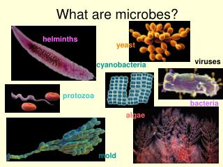 What are microbes?