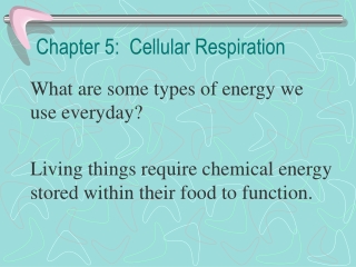 Chapter 5: Cellular Respiration