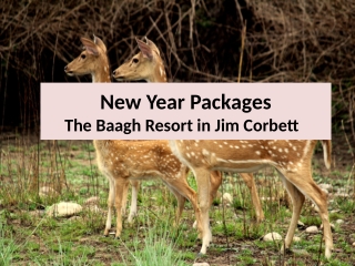 New Year Party 2020 in Jim Corbett | New Year Celebrations 2020