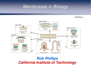 Membranes in Biology