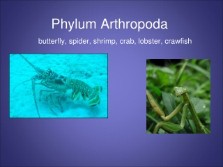 Phylum Arthropoda